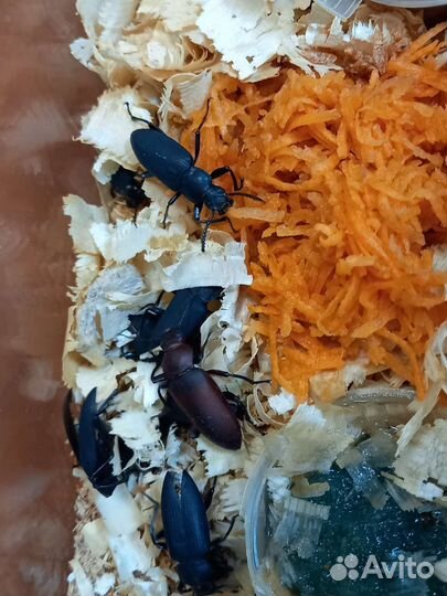 Зофобас-живой корм для насекомоядных животных