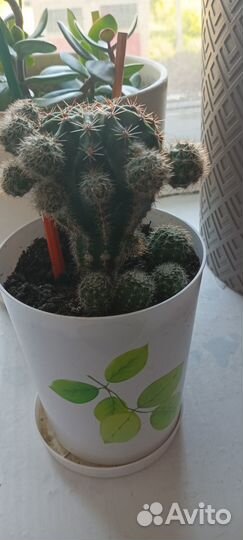 Кактус цветущий