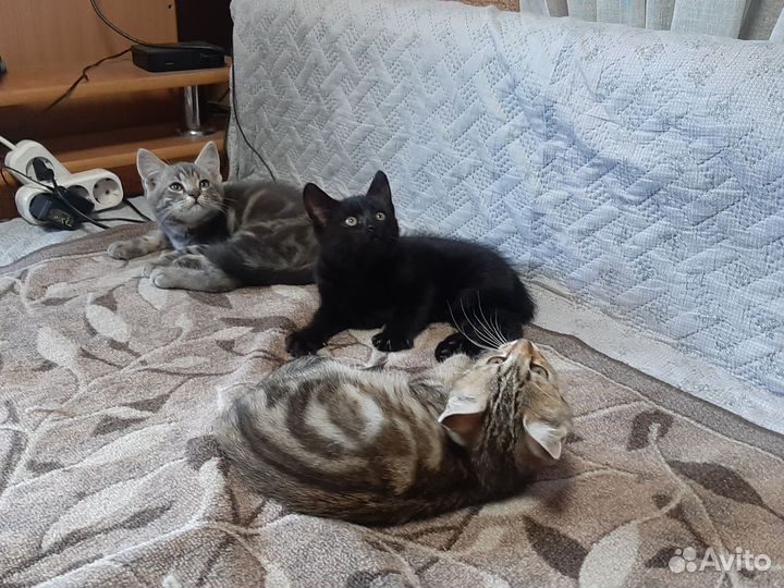 Британские котята