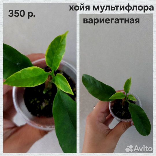 Хойи укорененные (дисхидии)