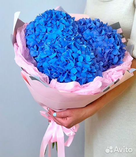 Невероятные синие и фиолетовые гортензии