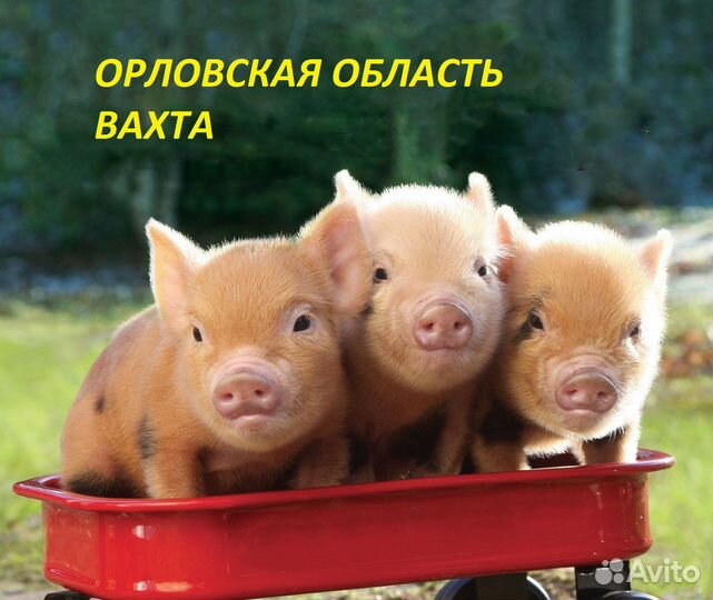 Рабочий по уходу за животными на ферму