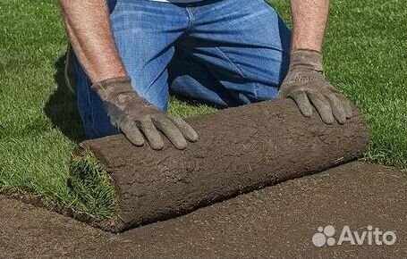 Газон рулонный