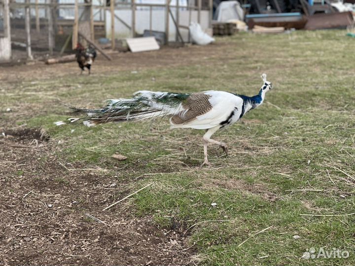 Павлин павлинята инкубационные яйца птицы