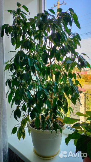 Фикус бенджамина большой 60 см