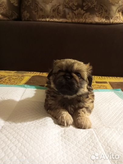 Щенки пекинеса