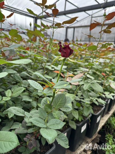 Саженцы роз