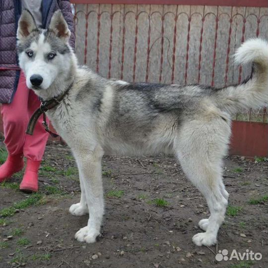 Собаки бесплатно хаски