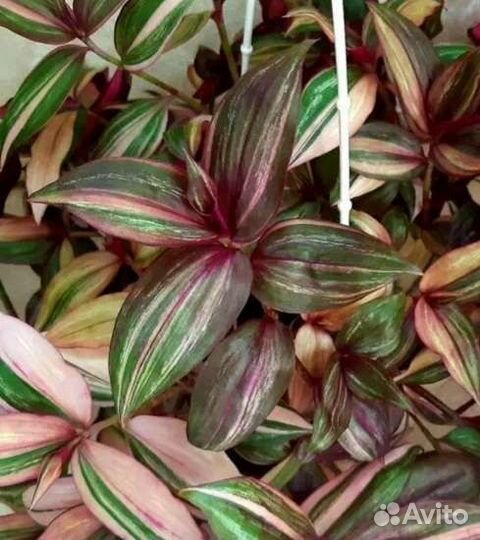 Традесканции, много сортов