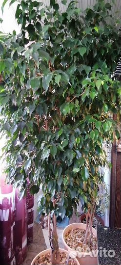 Продам Бенджамина фикус