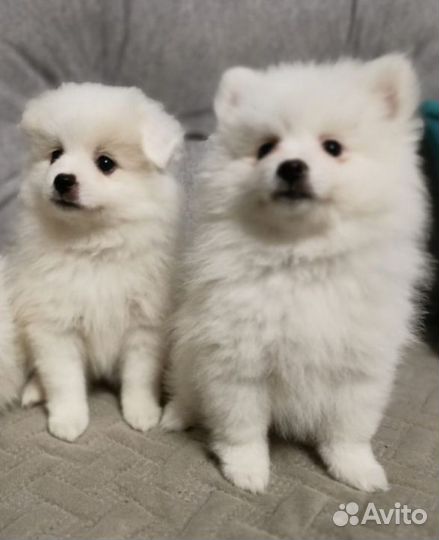 Щенки шпица