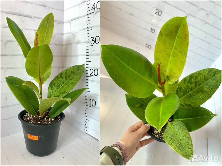Фикусы Шривериана обн 29 июня