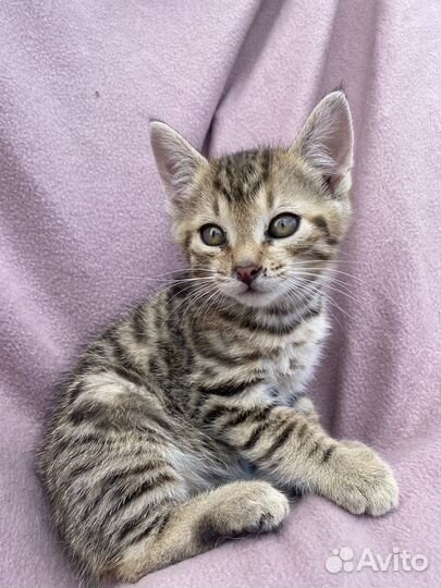 Котенок
