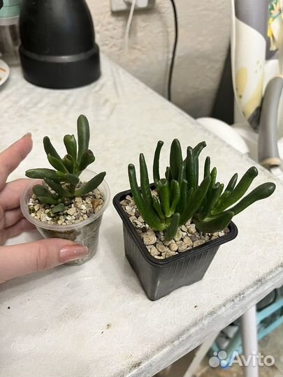 Красула хоббит