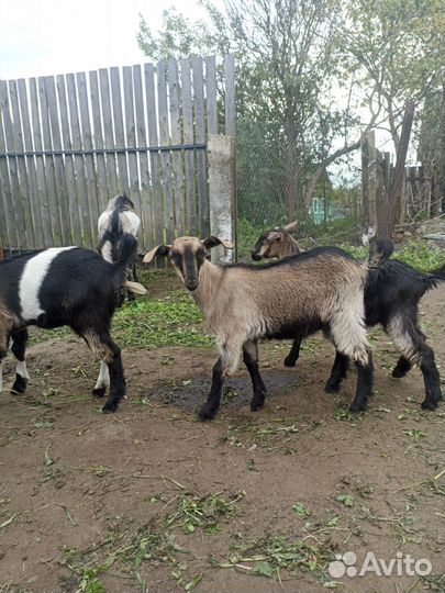 Козлята и молодые козы