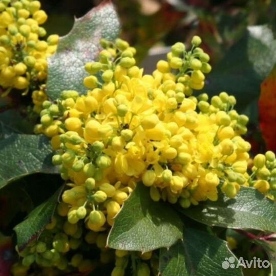 Магония падуболистная