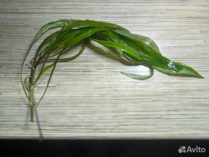 Аквариумные растения прополка