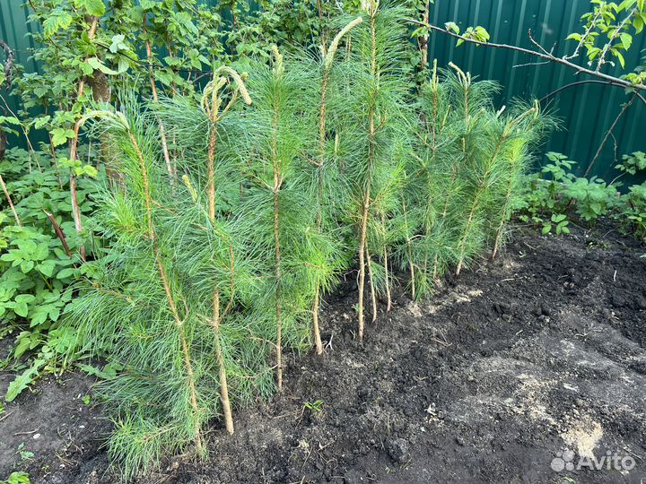 Саженец кедра сибирского