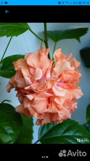 Гибискус китайская роза