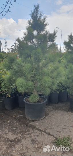 Саженцы сибирского кедра