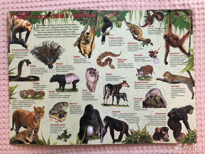 Книга детская Мир животных