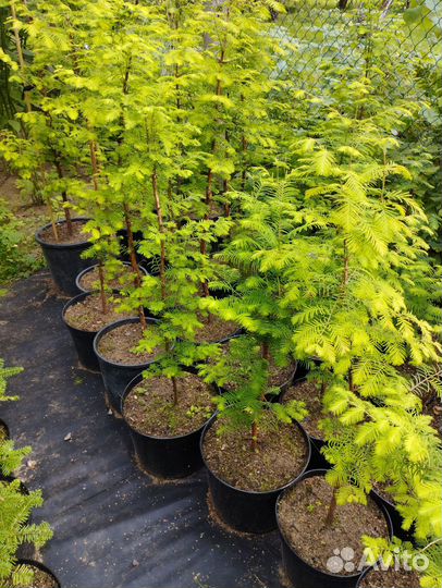 Питомник редких растений