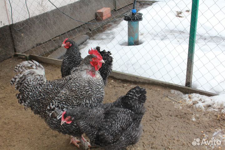 Предлагаю с 9 марта инкубационное яйцо