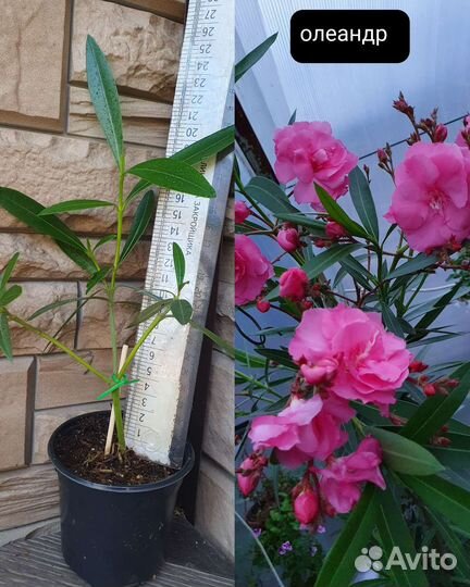 Табернемонтана, калина, Соландра