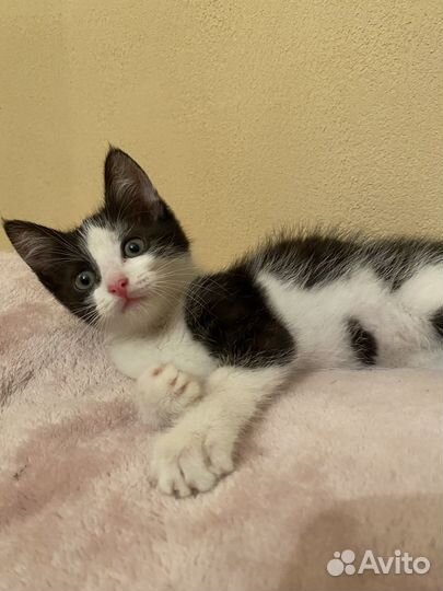 Найденыш Лизонька в поисках дома