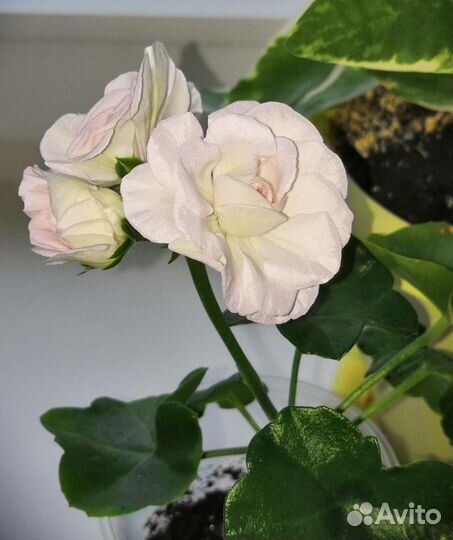 Пеларгония герань