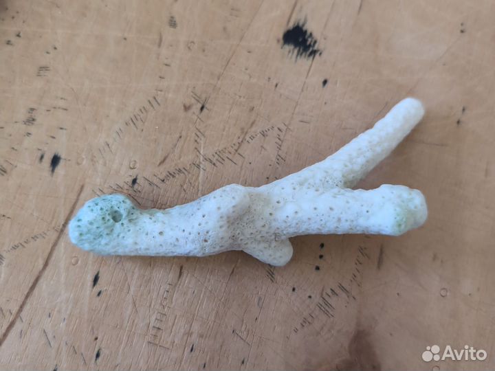 Белый коралл