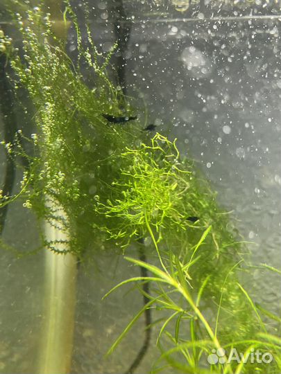 Креветки блю дрим (blue dream)