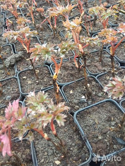 Пионы древовидные оптом