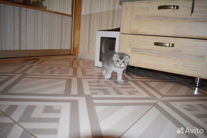 Кошечка вислоухая