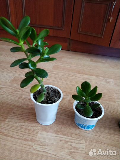 Продам цветы комнатные