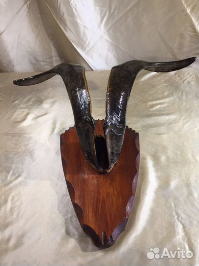 Рога Антилопа