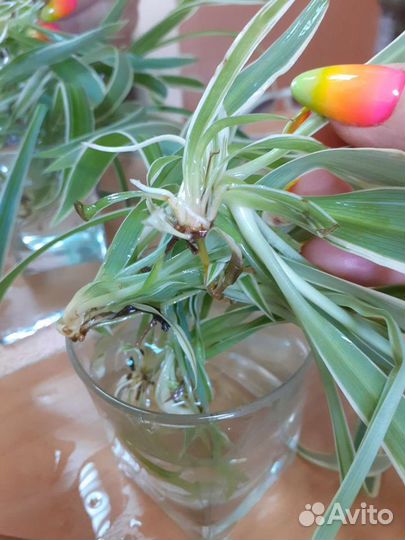 Хлорофитум