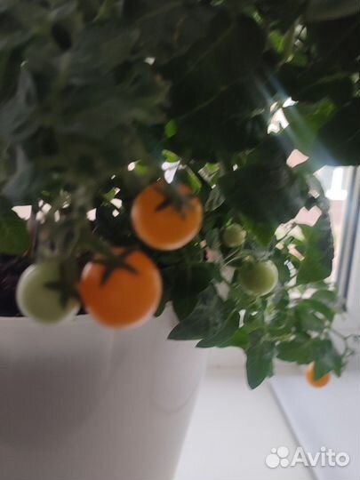 Рассада помидор chery многолетник