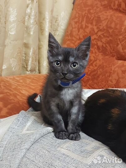 Кошка 4 месяца