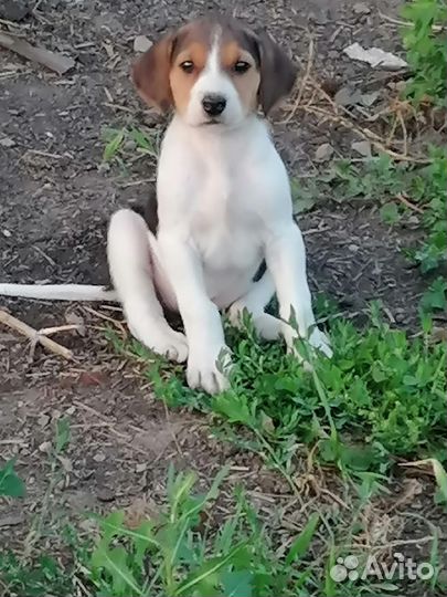 Щенки русской пегой гончей