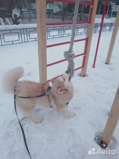 Хаски вязка