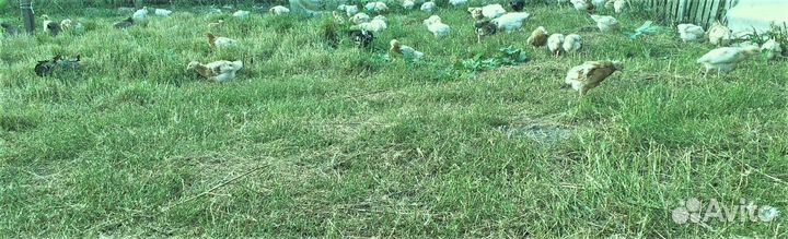 Цыплята 1,5 месячные курочки Ломан Браун