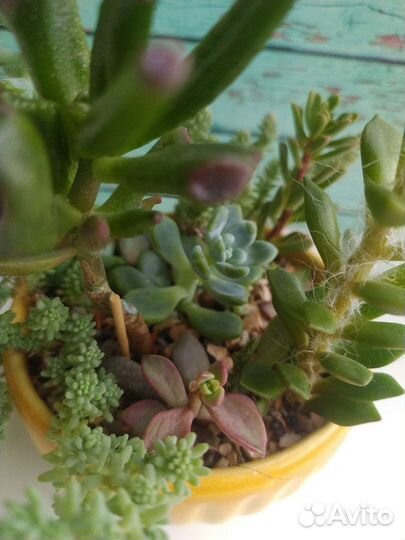Флорариум из суккулентов