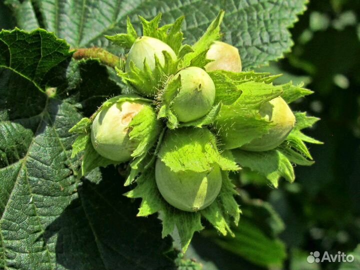 Лещина обыкновенная кустовая штамбовая 3-4м