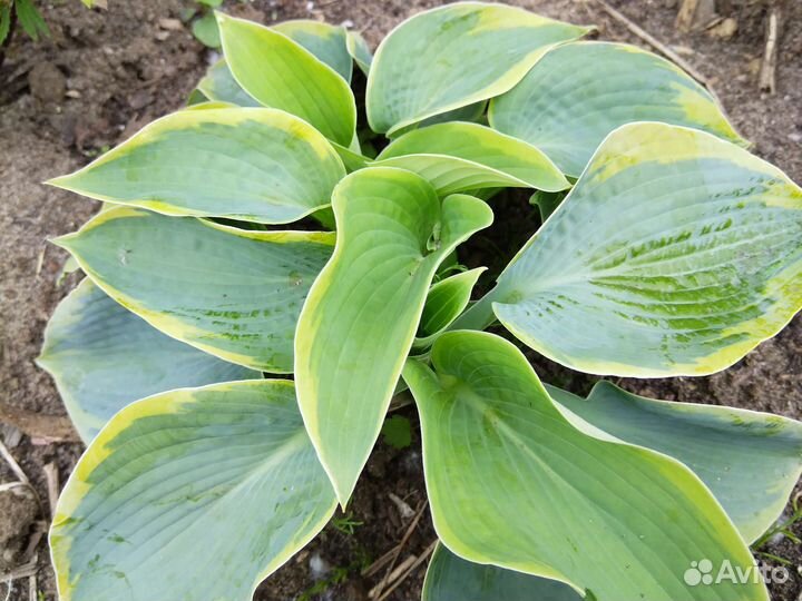 Многолетники, почвопокровные и комнатные растения