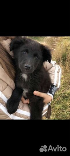 Щенок мальчик