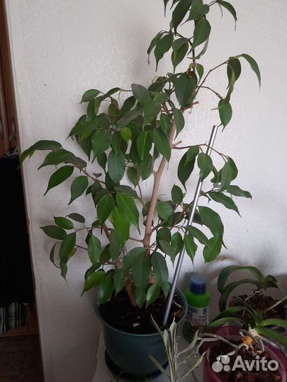 Фикус бенджамина