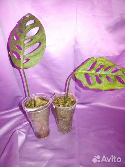 Диффенбахия, монстера, филодендрон