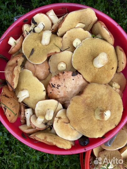 Грибы маслята свежие