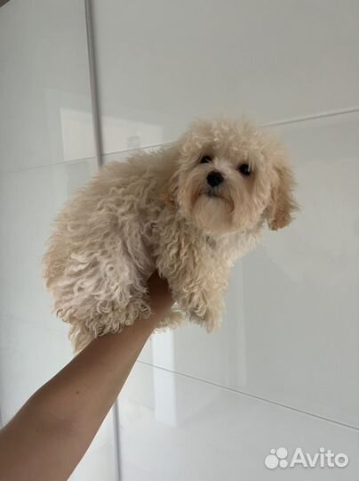 Мальтипу ф1 нежный мальчик кудряшка